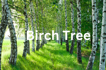 Birch Tree